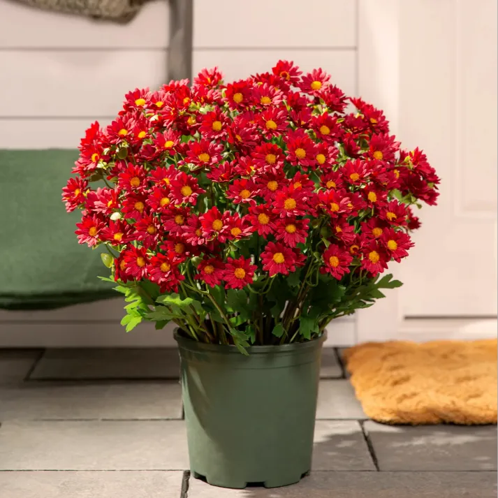 💥Last Day Each - Artificial Outdoor Sunset Mums Flowers -  Waterproof, Windproof