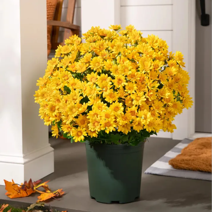 💥Last Day Each - Artificial Outdoor Sunset Mums Flowers -  Waterproof, Windproof