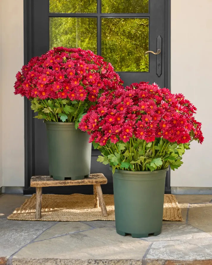 💥Last Day Each - Artificial Outdoor Sunset Mums Flowers -  Waterproof, Windproof