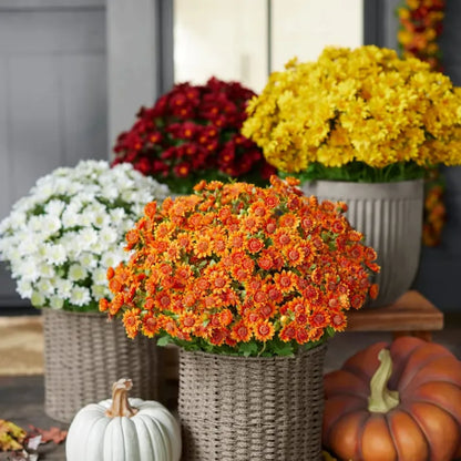 💥Last Day Each - Artificial Outdoor Sunset Mums Flowers -  Waterproof, Windproof